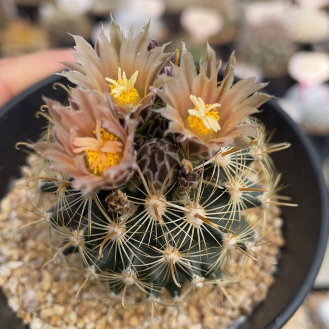 金罗莎          实生根