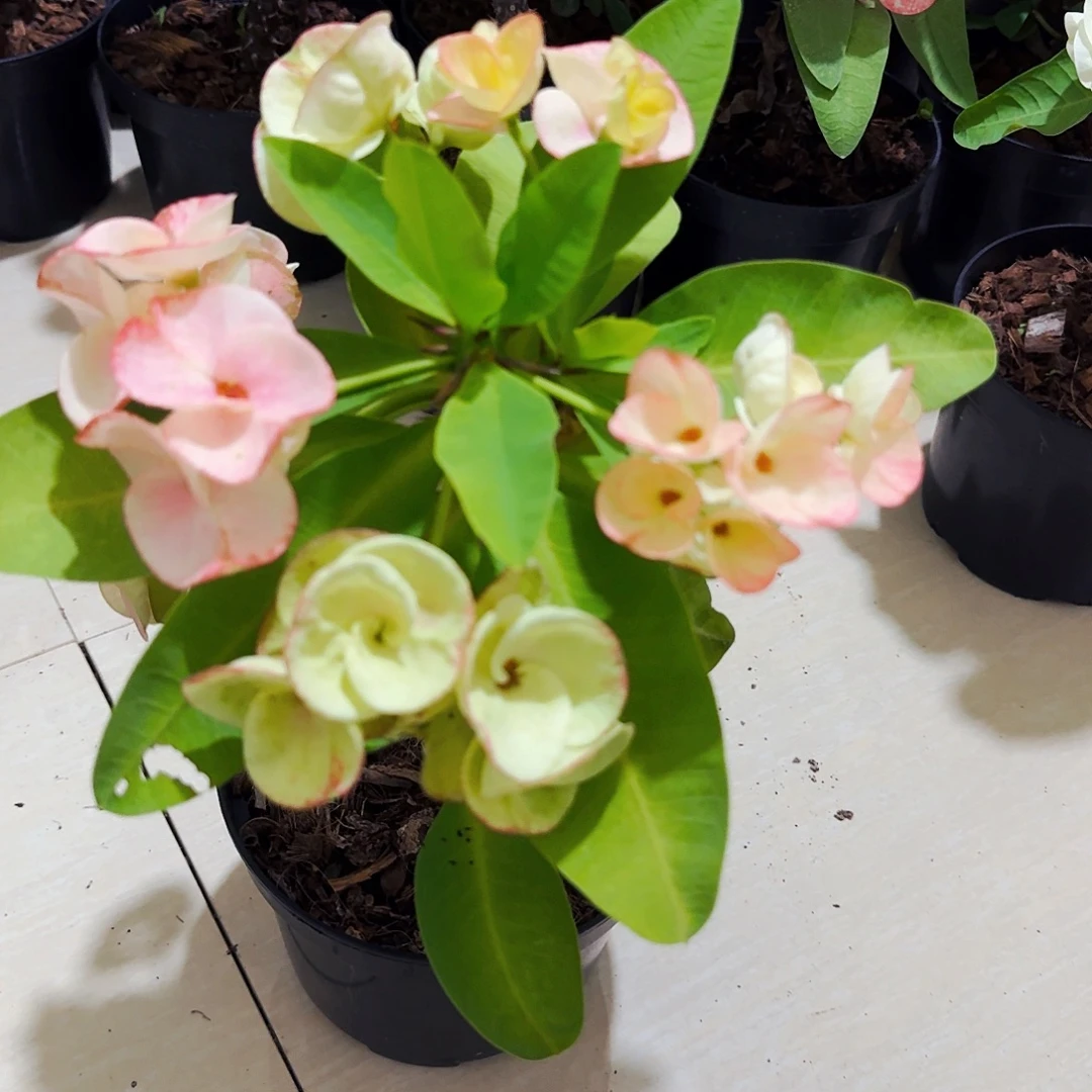 完全开放初恋直播间一物一拍