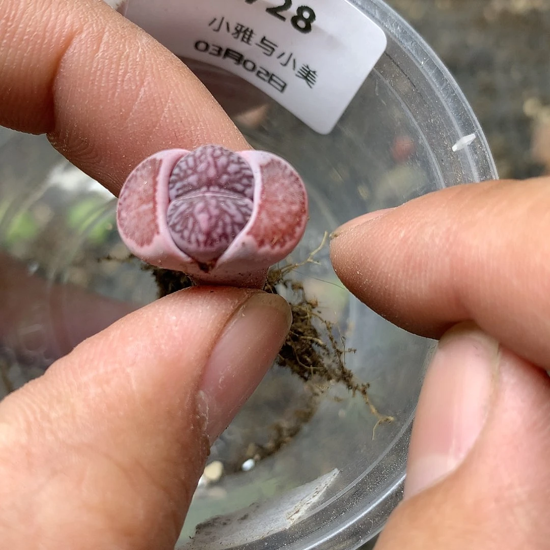 &****处C728多肉植物保护