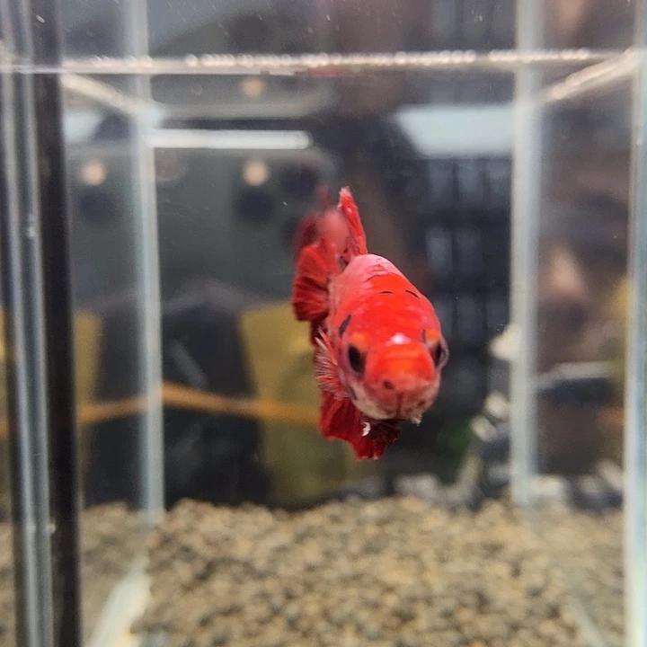 斗鱼黑223号巨否将军