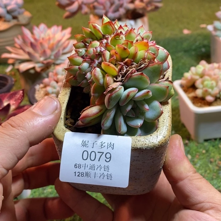0079啊啊啊啊啊啊啊啊啊啊啊