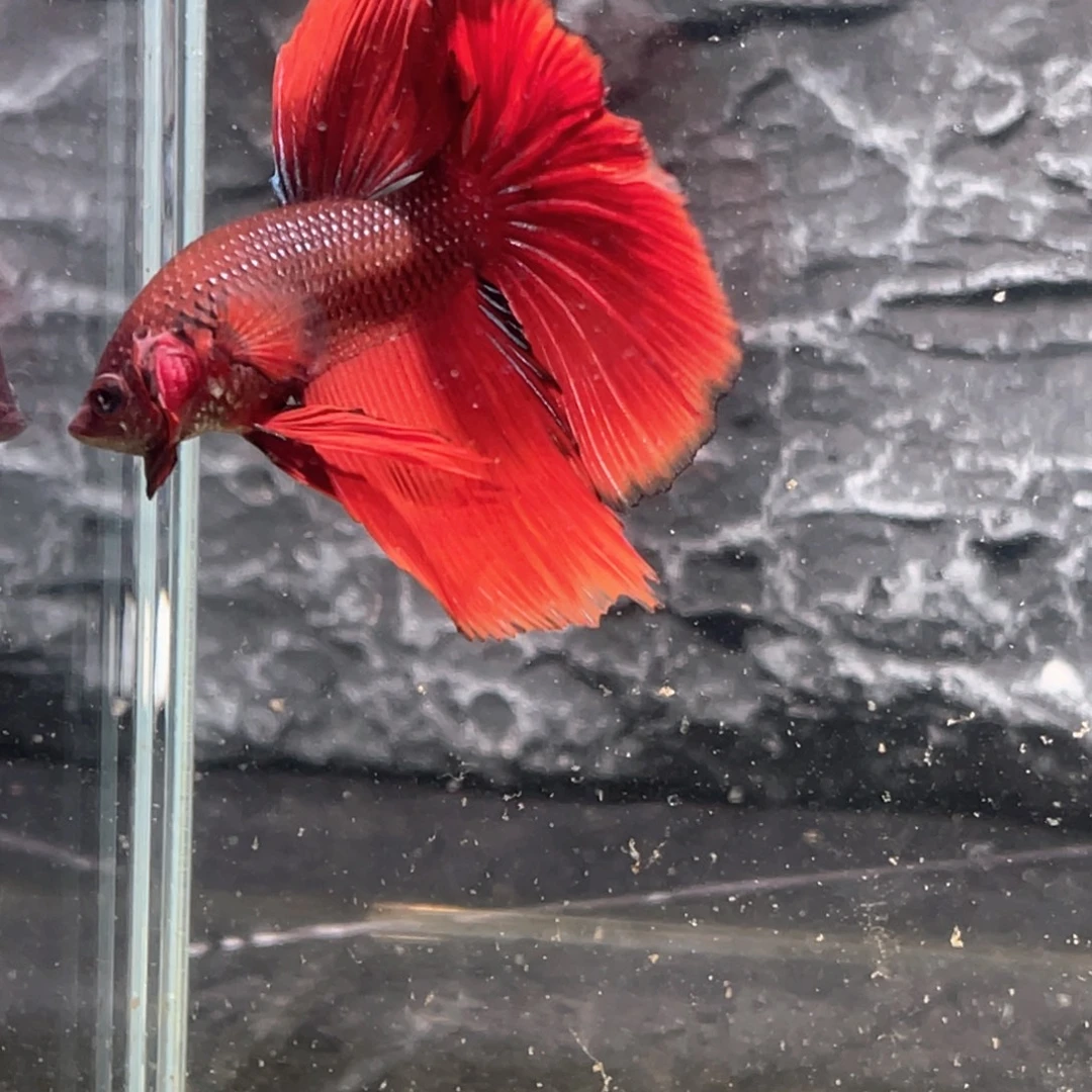 斗鱼黑红渐变大红袍半月公