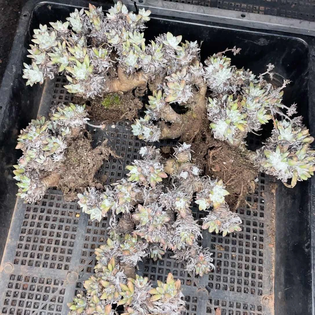 特价不售后白菊1300