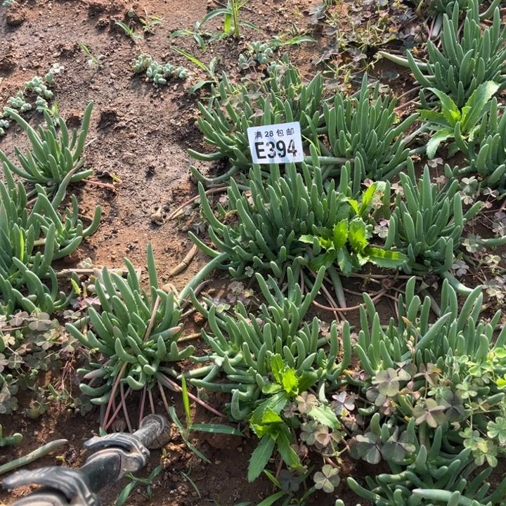 394奔龙不包断枝