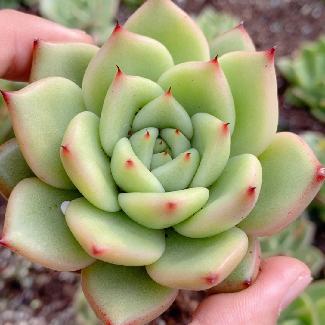 东云系多肉植物（新品）