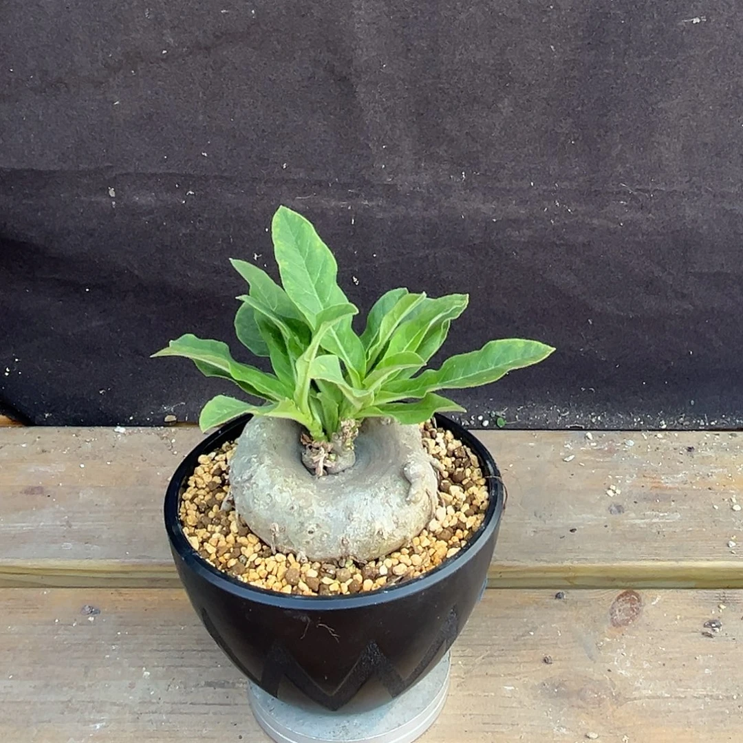 H****汤圆植物龙卵窟好看