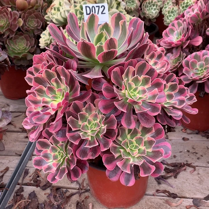 用***8072凤冠多肉法师锦