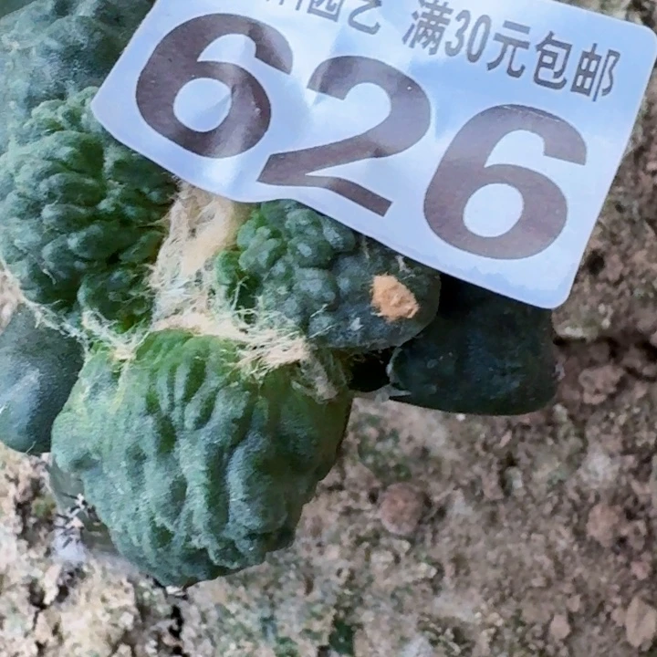 骑***阳无花朵福利苗接怒涛626