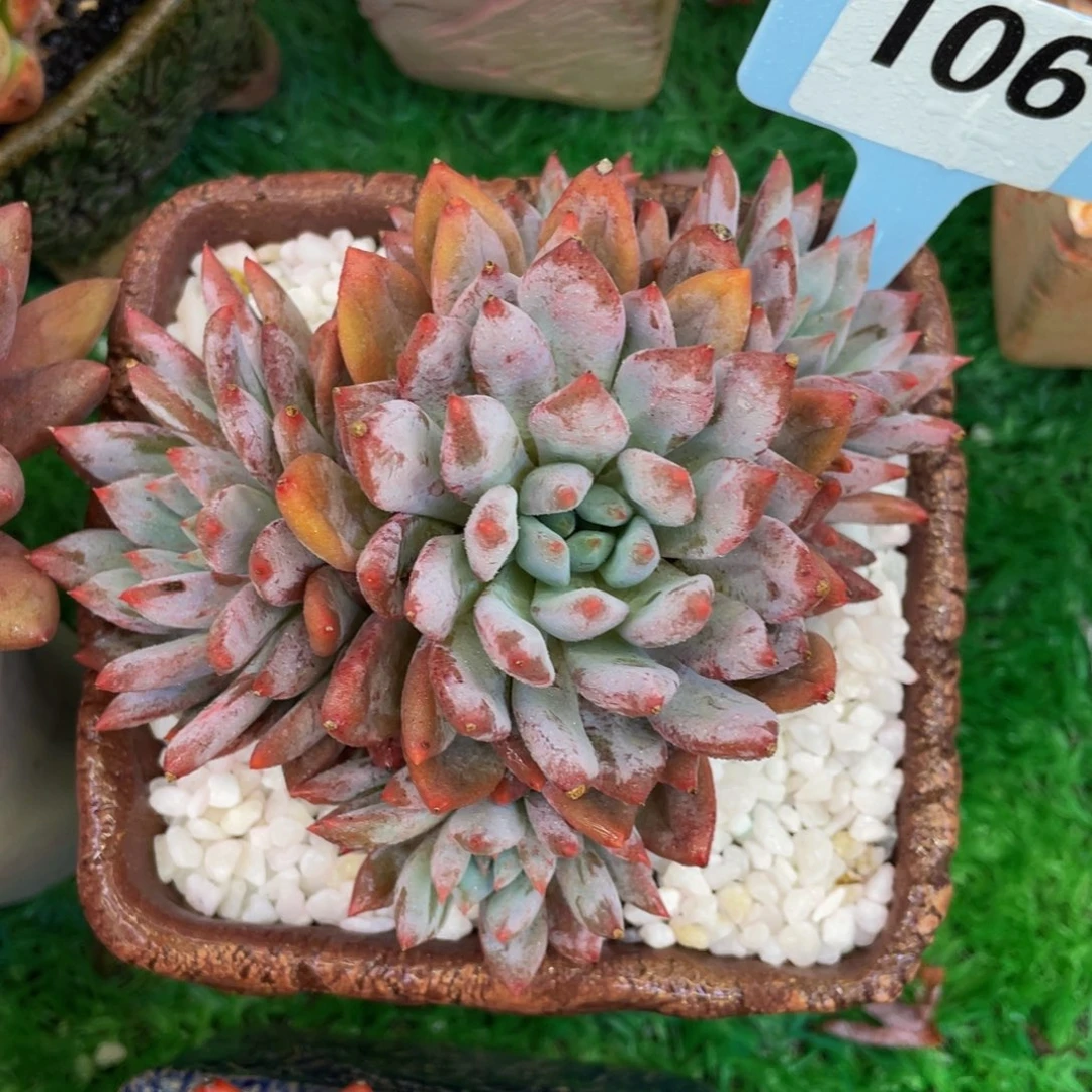 哥特虞美人杂多肉