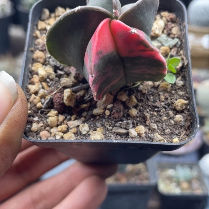 实生鸾凤玉锦一颗包邮