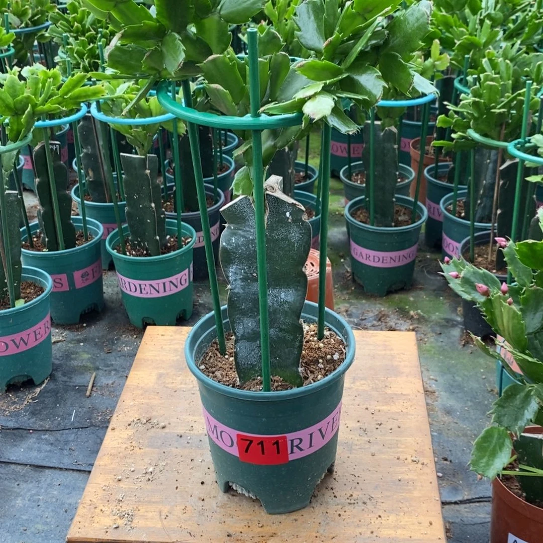 思***念完全开放711嫁接061