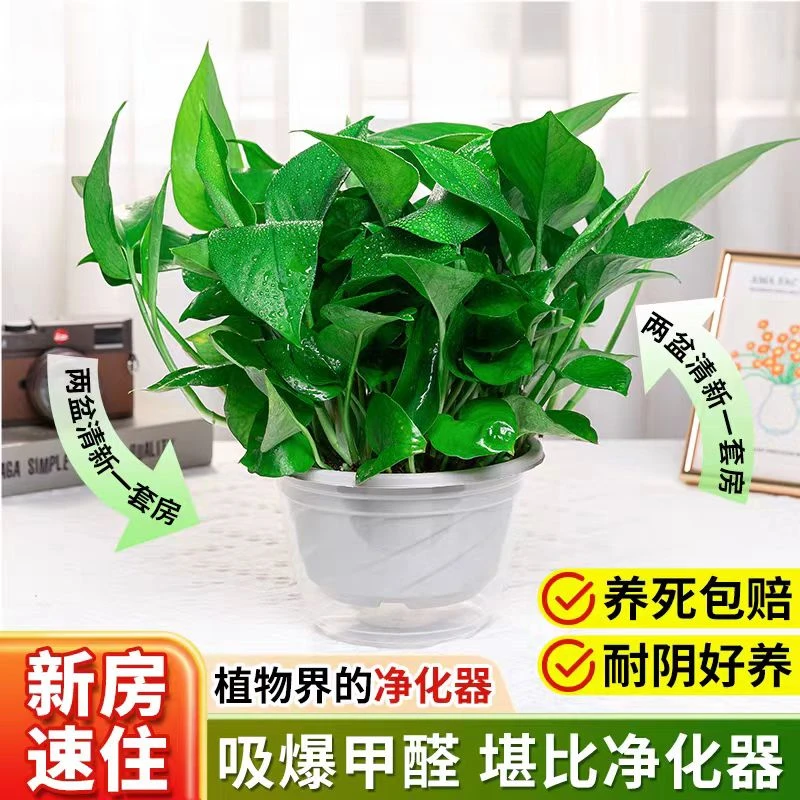 绿萝盆栽室内植物吸甲醛进化空气绿植懒人长藤大绿箩花卉批发
