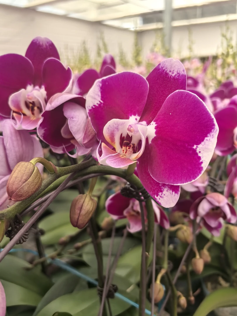 十月里蝴蝶兰【五星上将】带花发货