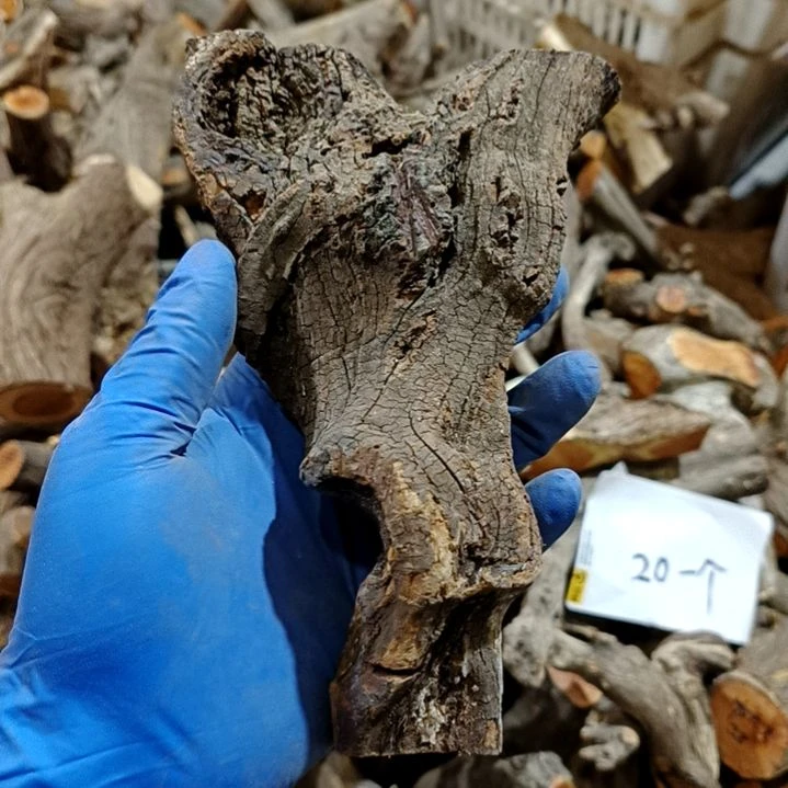 K***1香榧木火琉璃疙瘩毛料毛料毛料