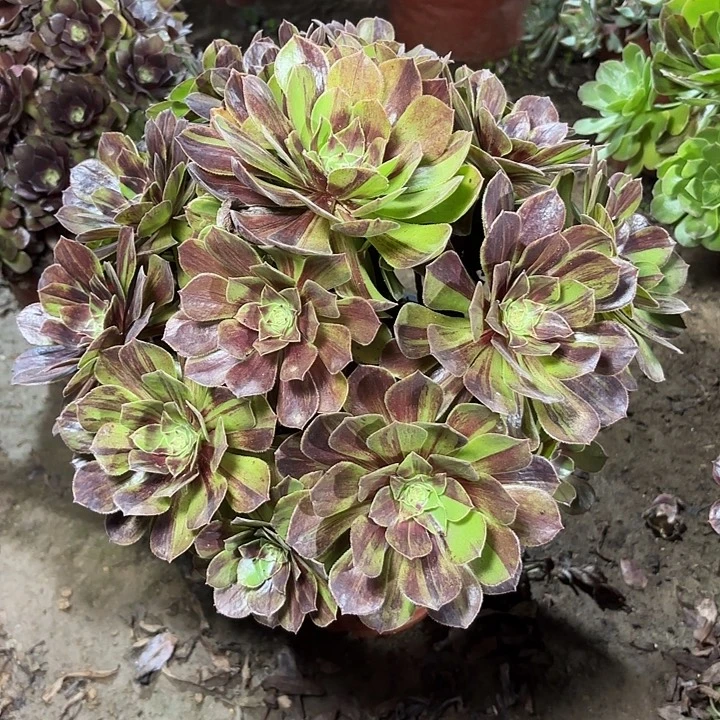 多肉植物花月夜54