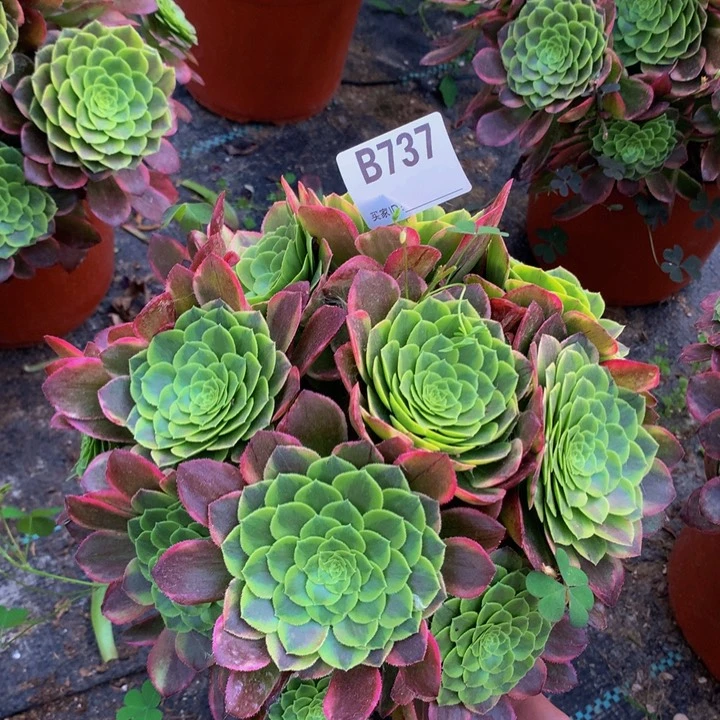 全部花朵737嘉年华