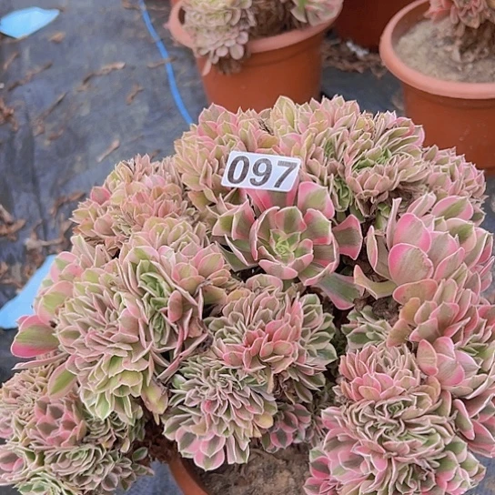 小***幸多肉植物一个女巫