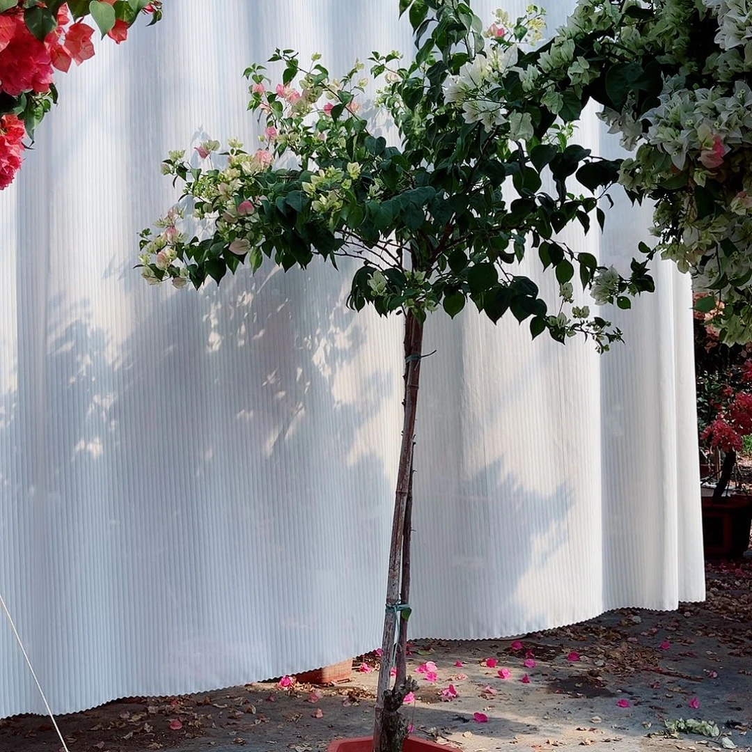 用***5完全开放三角梅花花