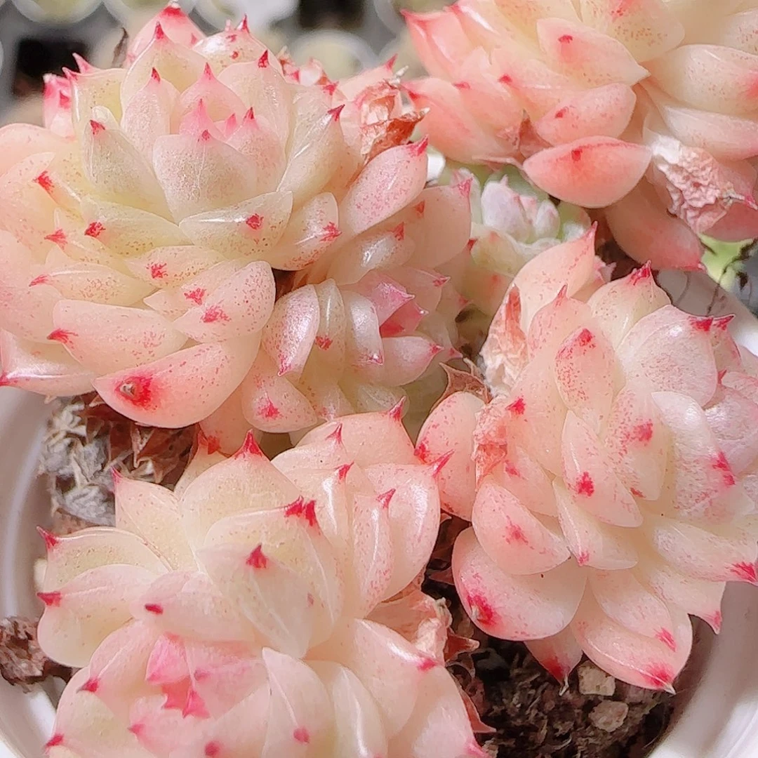 花语逸镜1126-21散