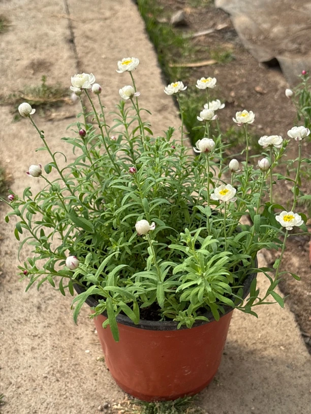 纸鳞托菊&阿西的花房