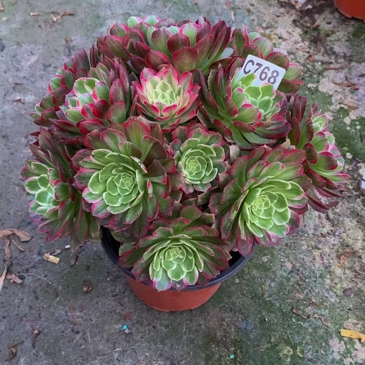 水晶莲花多肉植物768