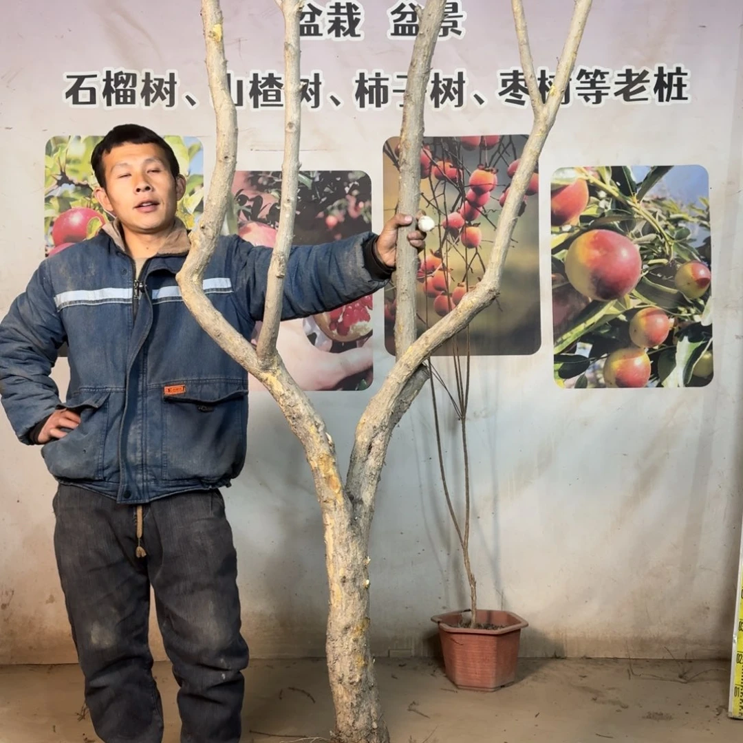 【闪购商品】图图图咯哦哦哦哦哦明*