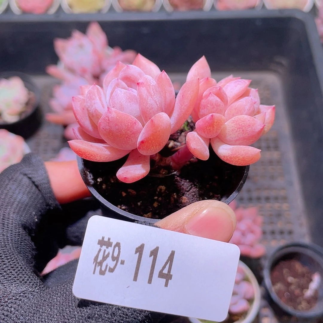 花利美9-114橙梦露