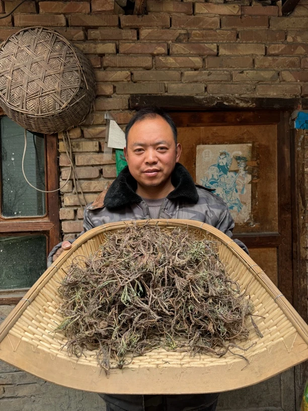 甘肃岷县野采柴胡