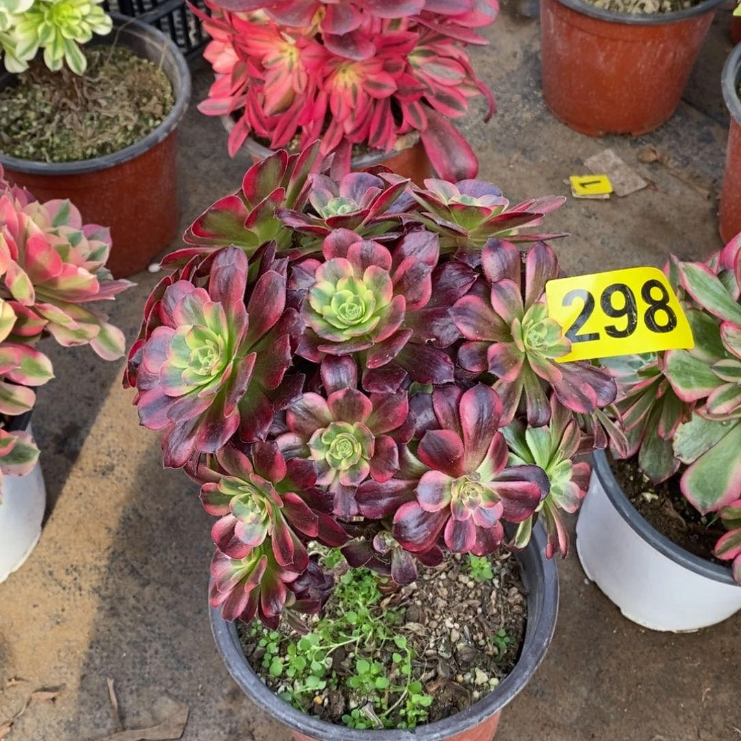 安娜多肉法师298