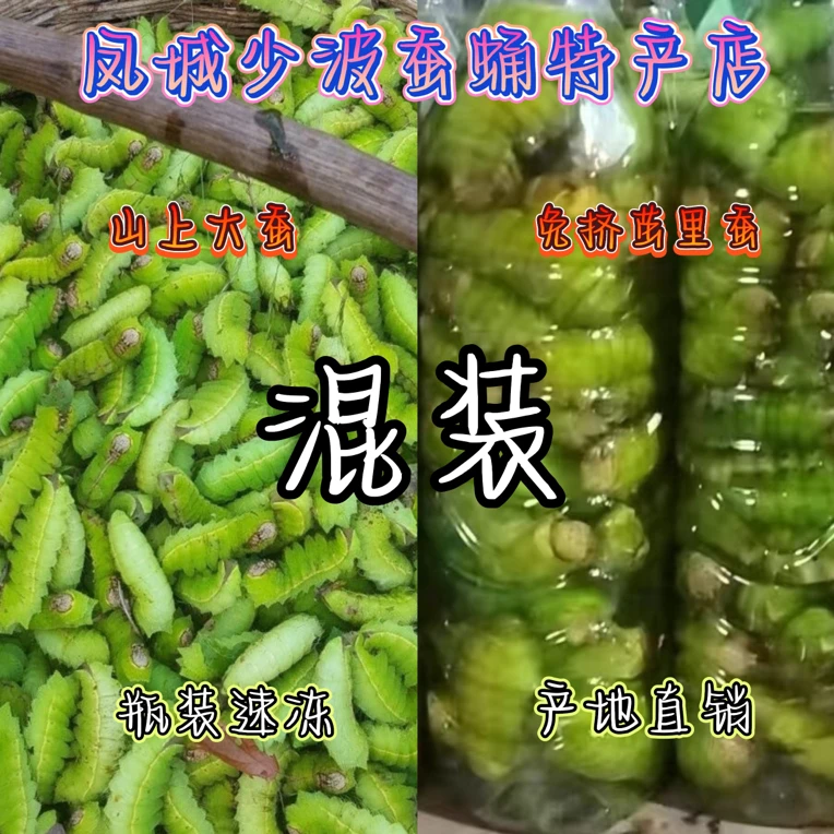 东北速冻大青蚕蝉蛹清理干净冷冻发货的山珍土特产蚕蛹青虫茧蛹