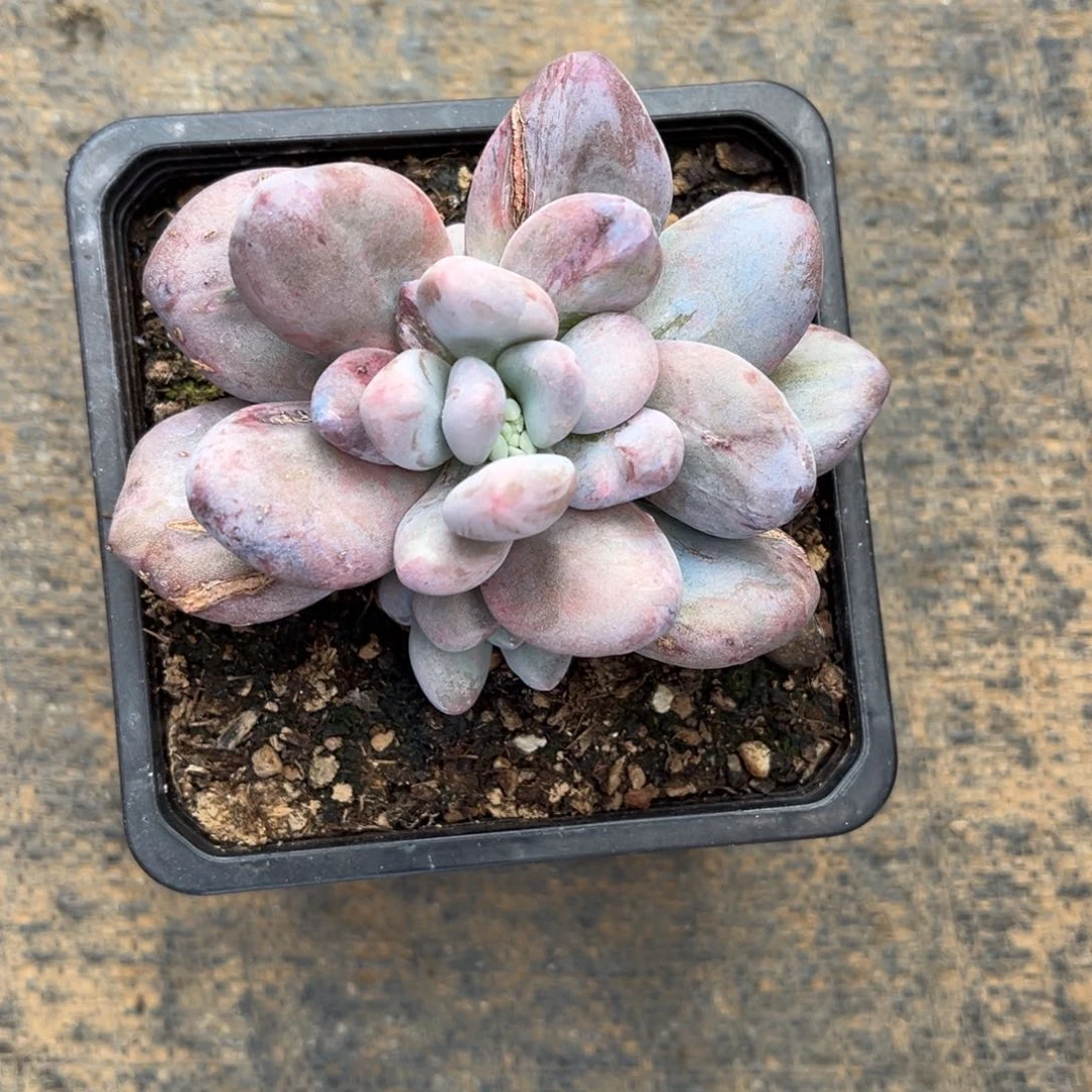 多肉植物多肉植物