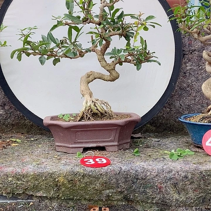 完全开放悟*开花