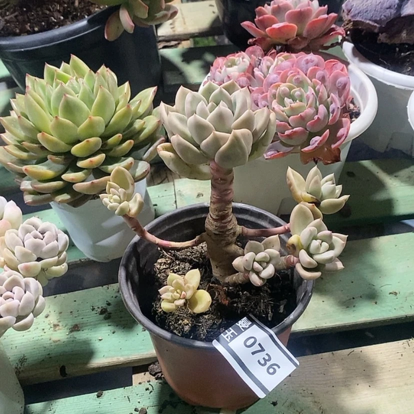 【闪购商品】奶油鳄梨0736