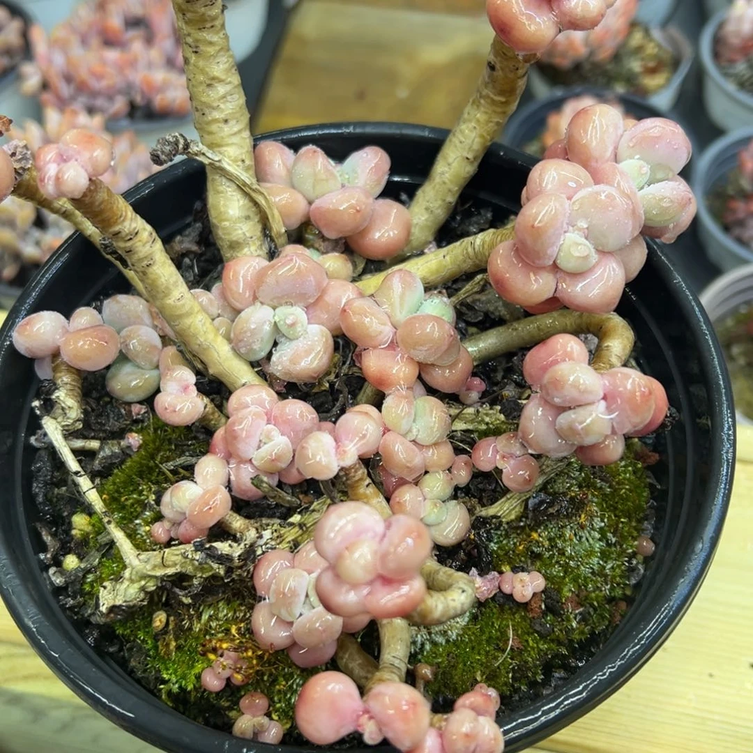 大洛神，不售后，福利