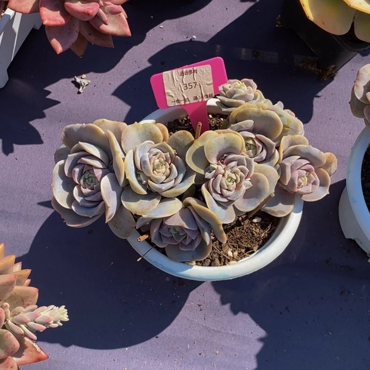 357可爱玫瑰肉肉肉肉肉