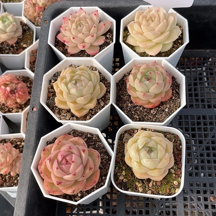 薇薇安园艺多肉303