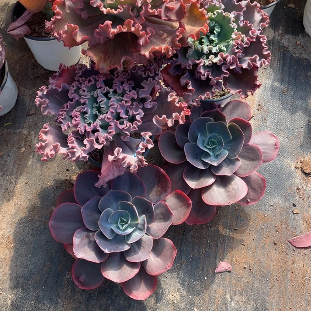 林***苑2 4号包菜系列带赠品共5颗