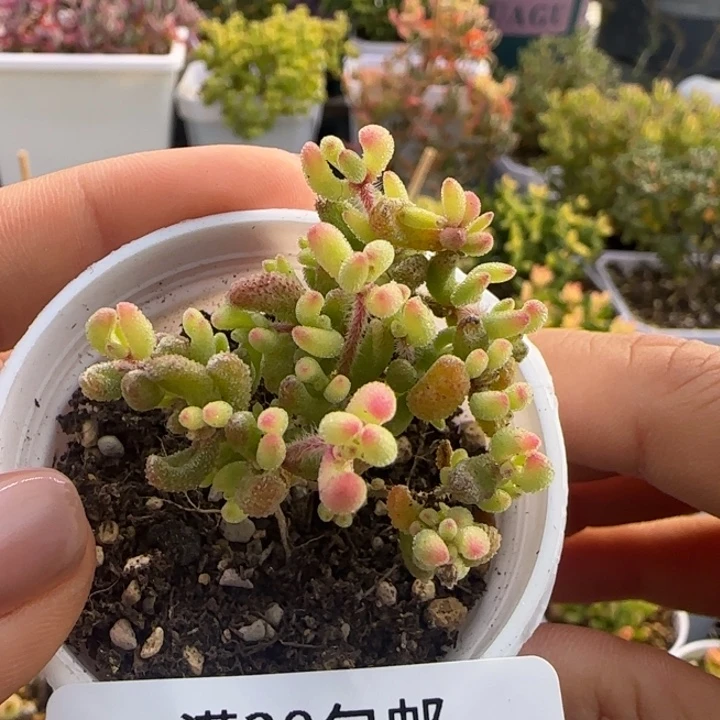 848-红宝石锦植物枝干