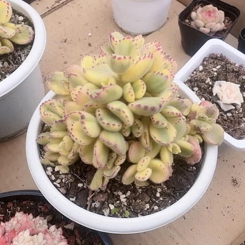 白熊40一盆8888888888