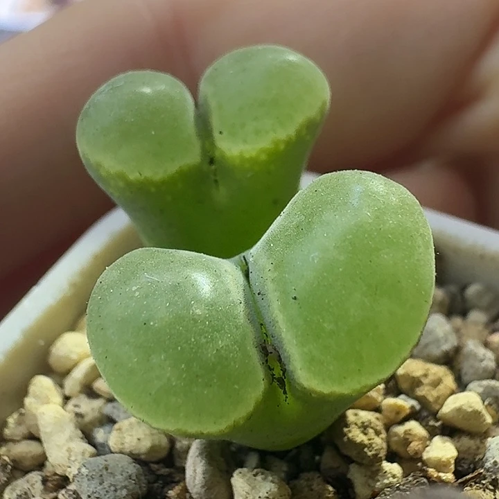 7号双头风铃一物一拍