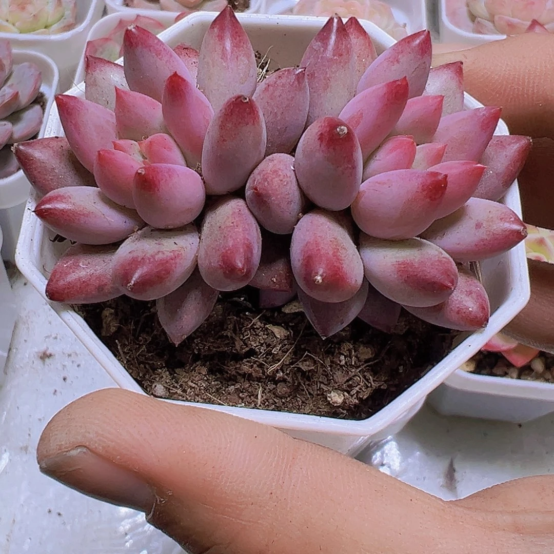 双头正版金鱼姬19包邮