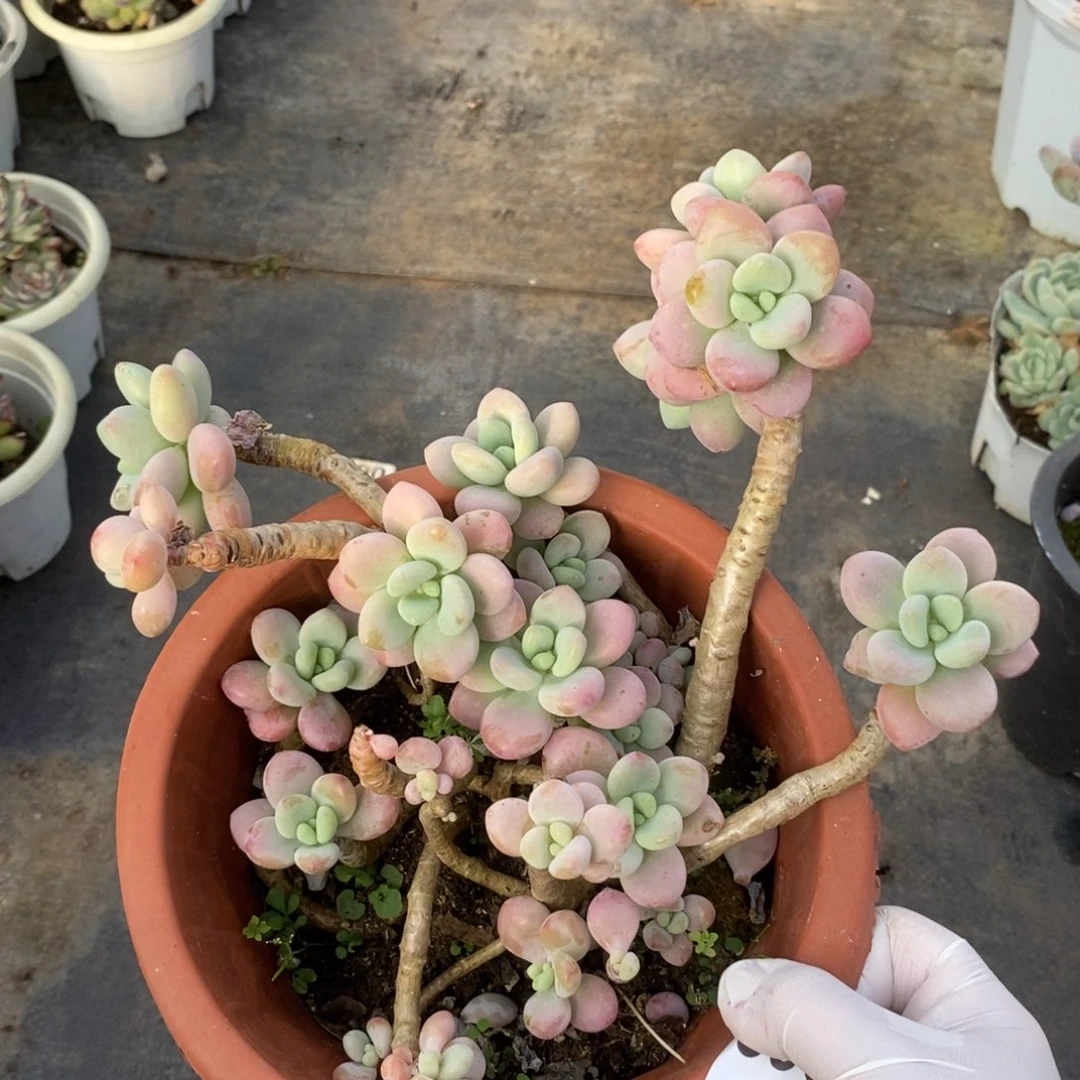 3995洛神整桩一物一拍