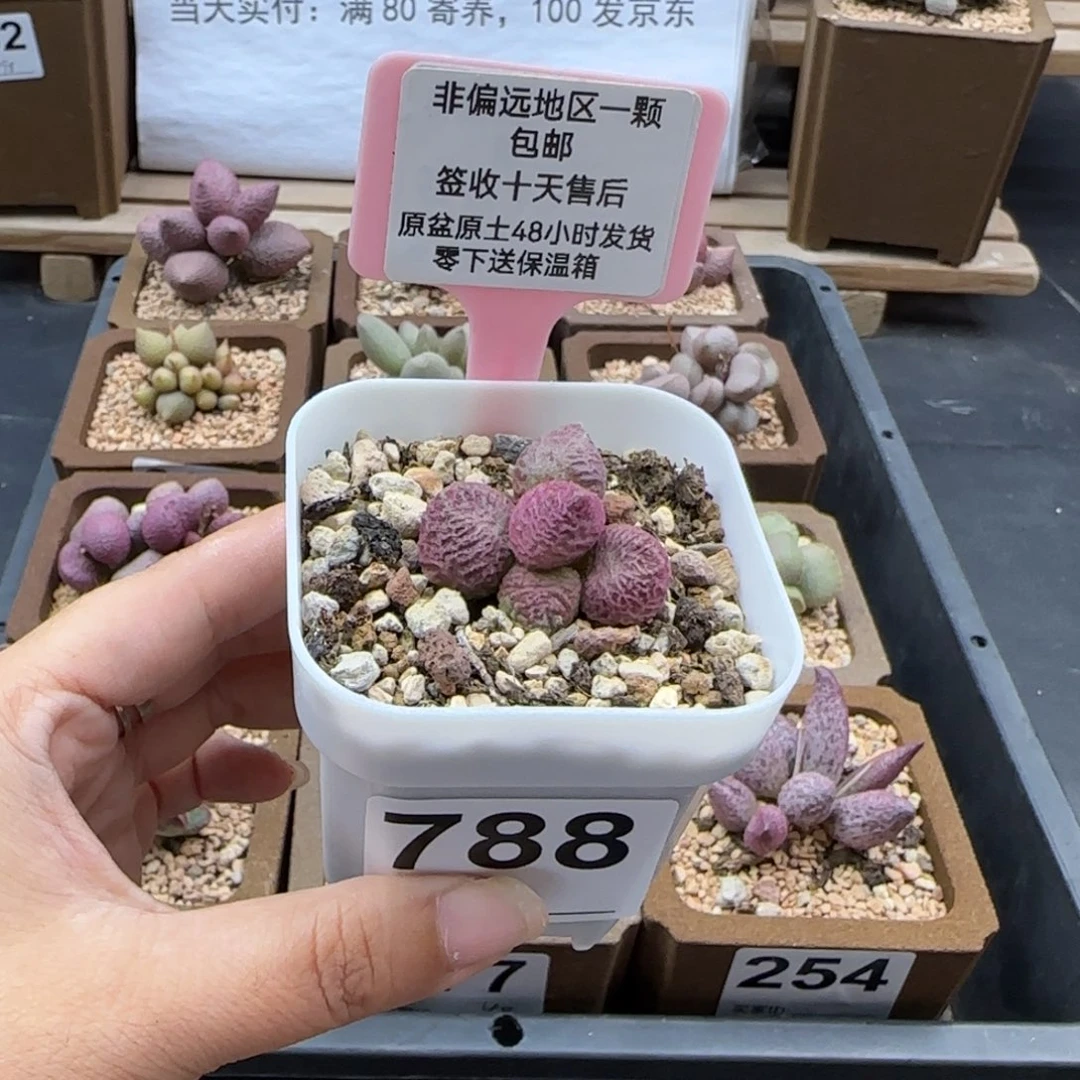 788巨猪宝多肉植物