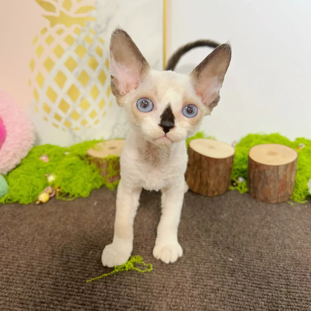 【阿波罗家】可可—重点色猫咪（5月2号妹妹）