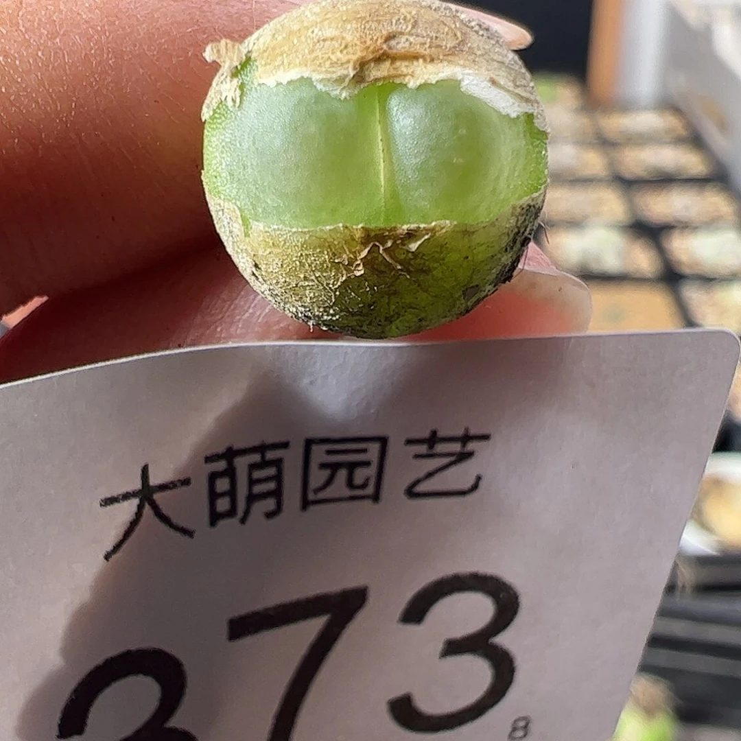 一物一拍。        373