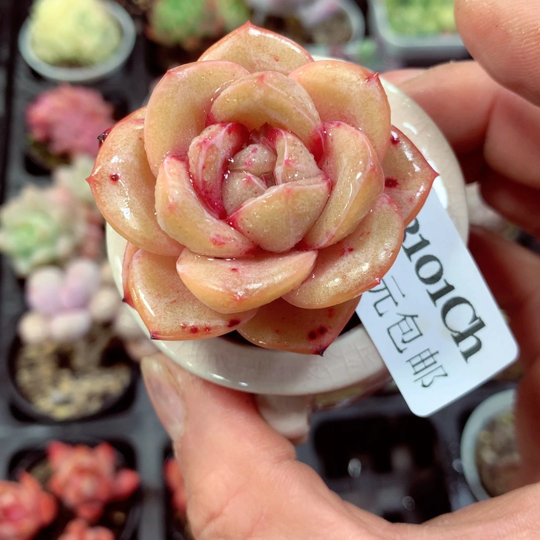 5厘米盆精控多肉3101