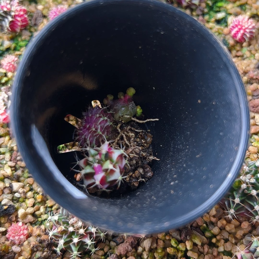 ****当前无花栽培后可以开花344