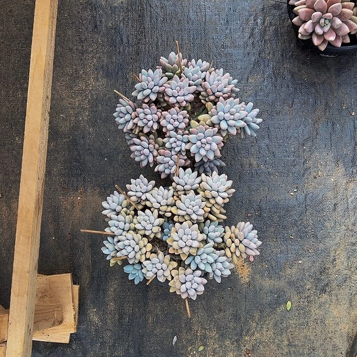 晞***大群老桩汤圆群多肉