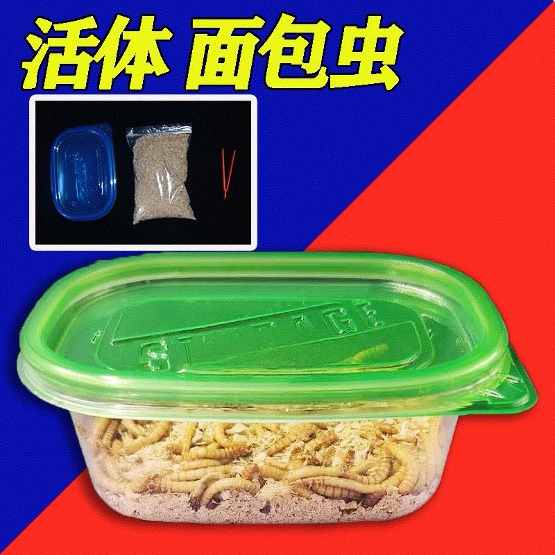 面包虫活虫蛋白虫黄粉虫包邮包活八哥幼虫蜥蜴画眉乌龟蝎子仓鼠粮