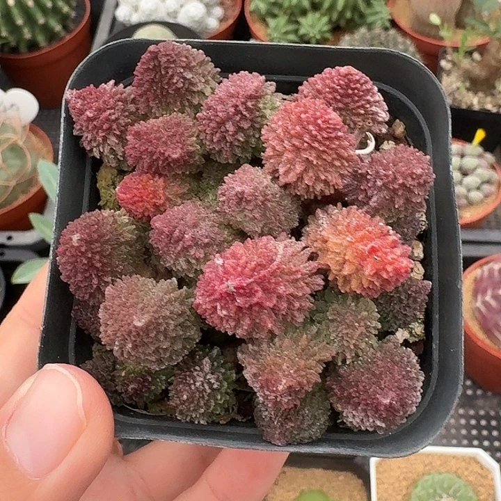 y***y朱子玉仙人球12345